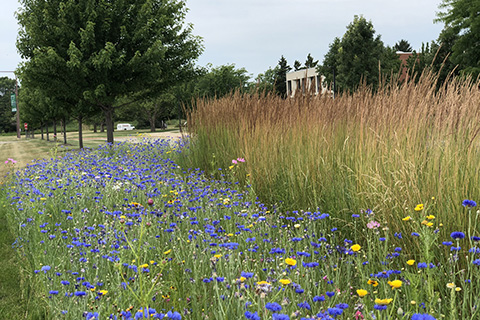 Wildflowers near the S-wing