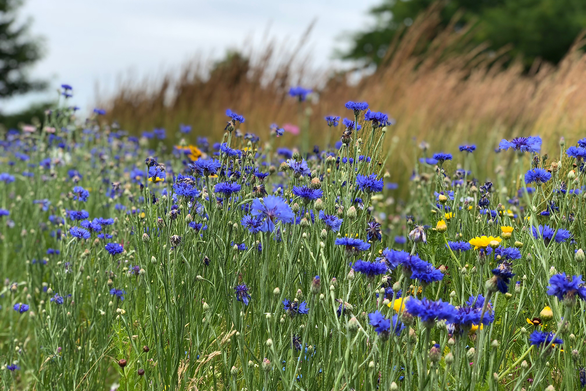 Wildflowers on Delta's Main Campus