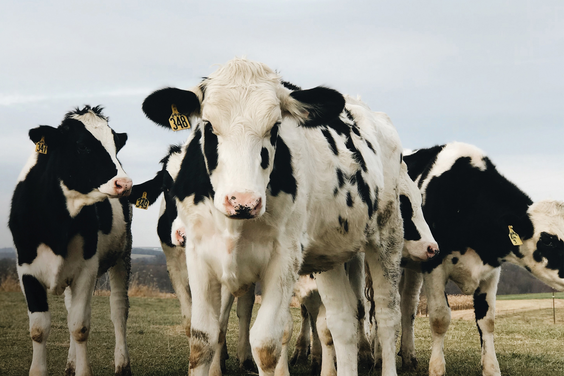 A herd of cows