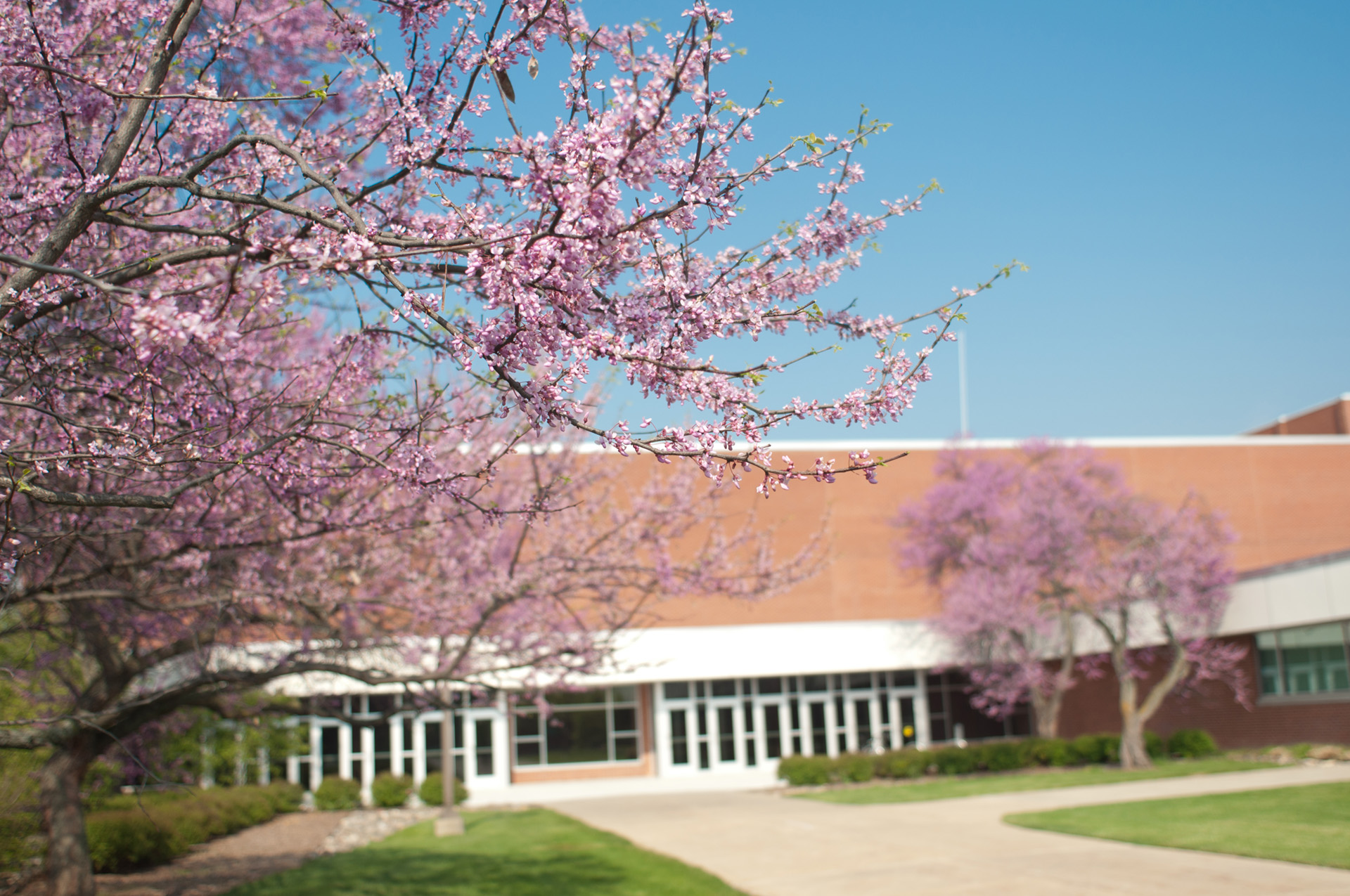 Spring flowers on campus