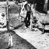 Don Carlyon at the Farmhouse "zoo" with llama, eskimo dogs and cat