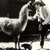 Don Carlyon with his llama