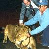 Don Carlyon pets a lion