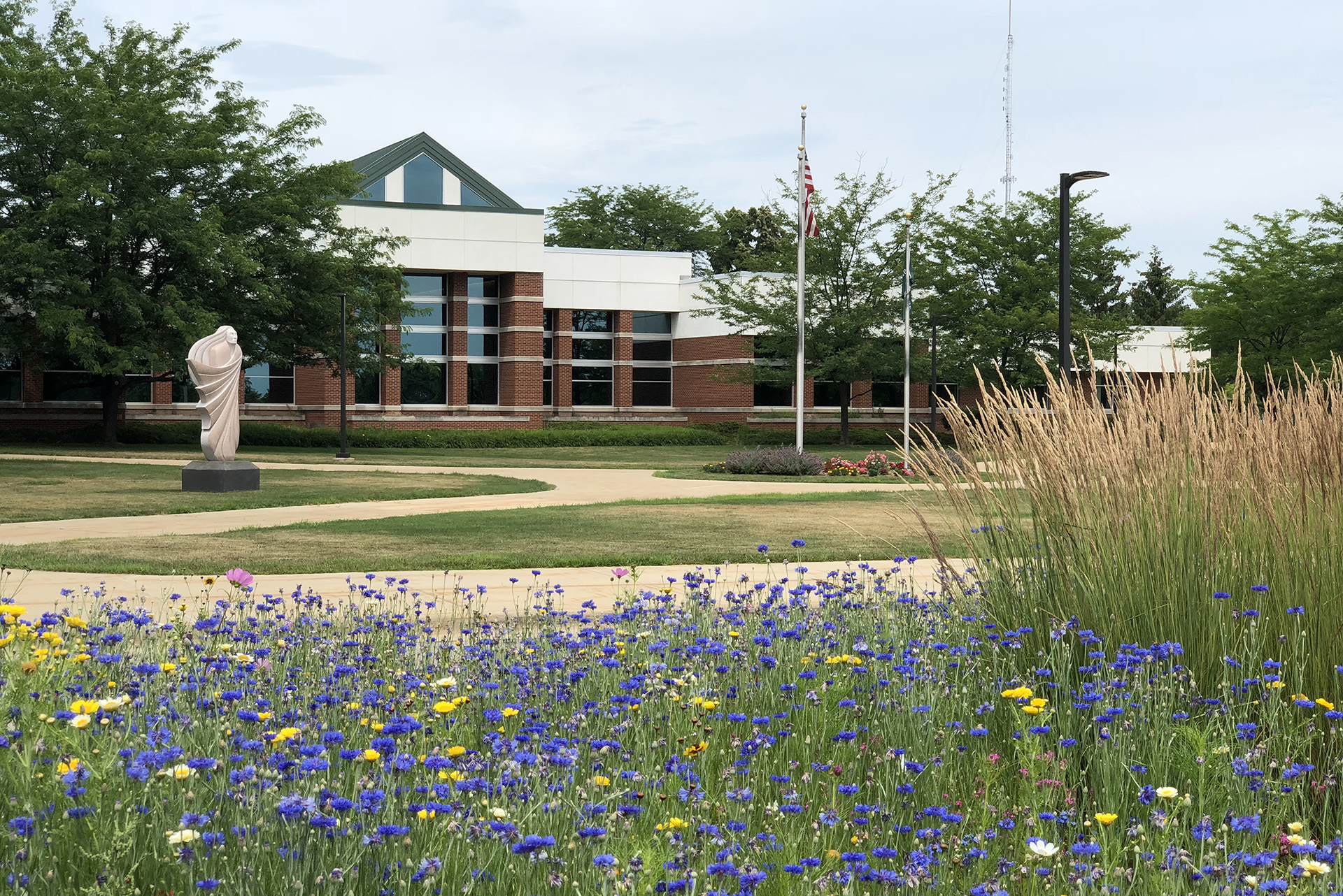 Campus in the summer with wildflowers